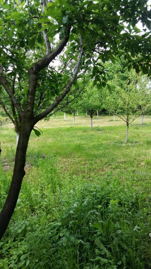 Pensiunea Dodo Patarlagele エクステリア 写真